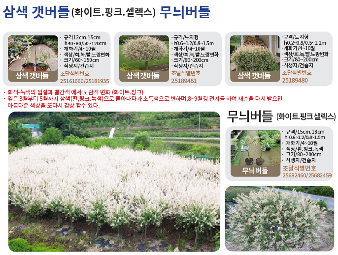 갯버들(화이트셀릭스)